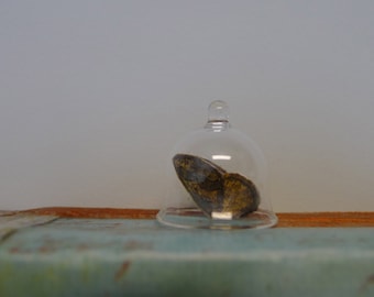MINIATURE Glass Bell Jar Hand Blown and Sculpted by Jenn Goodale