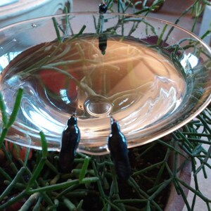Pode incluir: Um bebedouro para pássaros de vidro transparente com quatro pássaros pretos empoleirados na borda. O bebedouro para pássaros é cercado por plantas verdes.