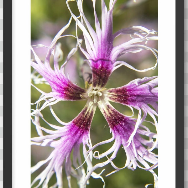 Close Up of Fringed Pink Dianthus Flower Printable Digital Download