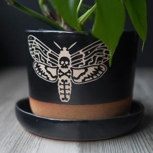 May include: Black ceramic planter with a brown rim and a white graphic of a moth with a skull and crossbones. The planter has a matching saucer.