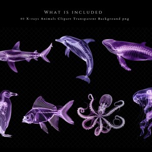 K&ouml;nnte beinhalten: Ein Set mit 40 R&ouml;ntgenbildern verschiedener Meerestiere, darunter ein Hai, ein Delfin, ein Wal, ein Pinguin, ein Fisch, ein Tintenfisch und eine Qualle. Die Bilder sind transparent und haben ein violettes und blaues Farbschema.