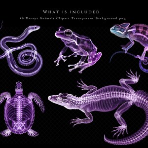 K&ouml;nnte beinhalten: Ein Set mit 40 R&ouml;ntgenbildern von Tieren, darunter eine Schlange, ein Frosch, ein Cham&auml;leon, eine Schildkr&ouml;te und ein Alligator. Die Bilder sind in Violettt&ouml;nen gehalten und vor einem schwarzen Hintergrund angeordnet.