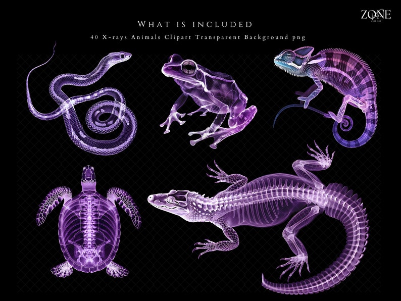 K&ouml;nnte beinhalten: Ein Set mit 40 R&ouml;ntgenbildern von Tieren, darunter eine Schlange, ein Frosch, ein Cham&auml;leon, eine Schildkr&ouml;te und ein Alligator. Die Bilder sind in Violettt&ouml;nen gehalten und vor einem schwarzen Hintergrund angeordnet.