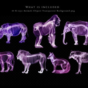 K&ouml;nnte beinhalten: Ein Set mit 40 R&ouml;ntgenbildern von Tieren, darunter ein Nashorn, ein Gorilla, ein Elefant, ein Tiger, ein L&ouml;we, ein Fuchs und ein Wolf. Die Bilder sind transparent und haben einen violetten Farbton.