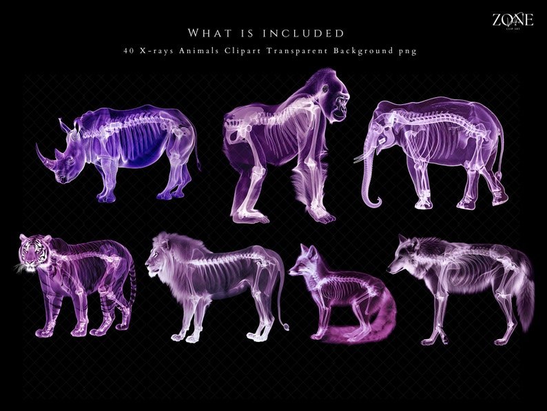 K&ouml;nnte beinhalten: Ein Set mit 40 R&ouml;ntgenbildern von Tieren, darunter ein Nashorn, ein Gorilla, ein Elefant, ein Tiger, ein L&ouml;we, ein Fuchs und ein Wolf. Die Bilder sind transparent und haben einen violetten Farbton.