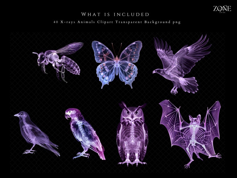 K&ouml;nnte beinhalten: Ein Set mit 40 R&ouml;ntgen-Tier-Clipart-Bildern mit transparenten Hintergr&uuml;nden. Die Bilder zeigen eine Vielzahl von Tieren, darunter eine Biene, ein Schmetterling, ein Adler, eine Kr&auml;he, ein Papagei, eine Eule und eine Fledermaus. Die Tiere sind in einem lila und rosa Farbschema dargestellt, wobei ihre Skelette sichtbar sind.
