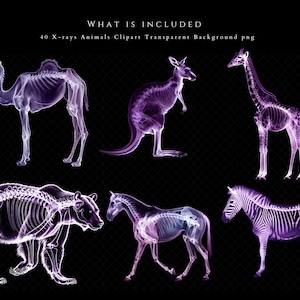 K&ouml;nnte beinhalten: Ein Set mit 40 R&ouml;ntgenbildern von Tieren, darunter ein Kamel, ein K&auml;nguru, eine Giraffe, ein B&auml;r, ein Pferd und ein Zebra. Die Bilder sind transparent und haben einen violetten Farbton.