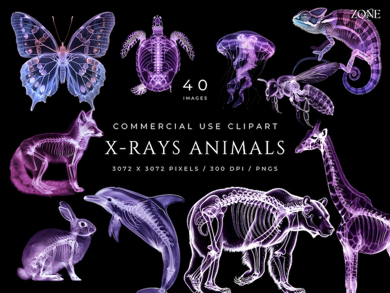K&ouml;nnte beinhalten: Ein Set mit 40 digitalen Clipart-Bildern von verschiedenen Tieren, darunter ein Schmetterling, eine Schildkr&ouml;te, eine Qualle, eine Biene, ein Cham&auml;leon, ein Fuchs, ein Delfin, ein Kaninchen, ein B&auml;r und eine Giraffe. Die Bilder sind in einem lila und blauen Farbschema gehalten und zeigen die Skelette der Tiere im R&ouml;ntgen-Stil.