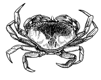 Crab Ink Drawing