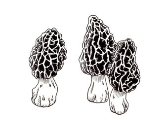 Morel Mushrooms - Ink Drawing