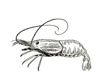 Shrimp Ink Drawing