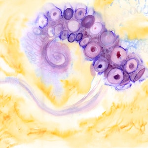 Octopus Artwork - Abstract Watercolor Painting - Octopus #06