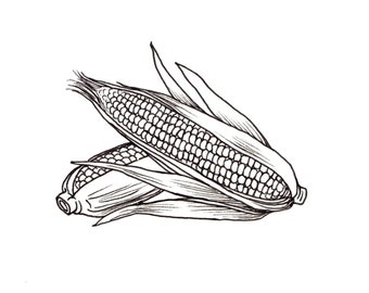 Corn on the Cob - Ink Drawing