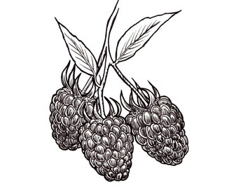 Raspberries - Ink Drawing