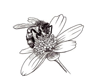 Honey Bee - Ink Drawing