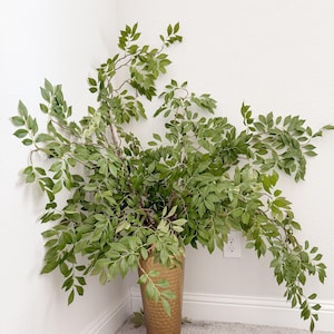 Puede incluir: Una gran planta verde de hojas en un jarrón de metal dorado martillado. La planta está en una esquina de una habitación con paredes blancas y una alfombra gris claro.