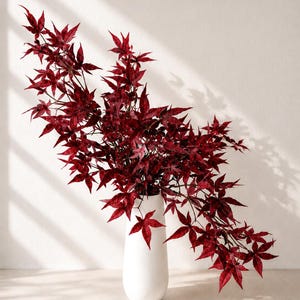 May include: A tall, smooth, white ceramic vase holds a large, sprawling branch of deep red Japanese maple leaves. The foliage features intricate, pointed, star-shaped leaves in varying shades of dark crimson and burgundy, extending outwards.