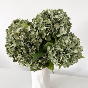 May include: A bouquet of muted sage green hydrangea flowers with dense, rounded clusters of petals and green leaves, arranged in a tall, cylindrical white vase featuring a vertical ribbed texture on its exterior surface.