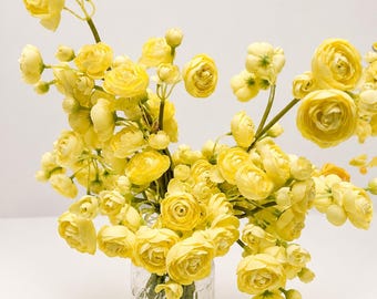 May include: A bouquet of bright yellow ranunculus flowers with multiple layered petals and green stems arranged in a clear glass mason jar. The flowers vary in size from small buds to fully bloomed blossoms, creating a dense, rounded floral display.