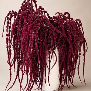 May include: A tall, white, cylindrical vase holds a large arrangement of deep burgundy amaranth flowers. The long, slender, textured flower stalks cascade downward in a dense, drooping cluster, creating a dramatic, flowing, and organic visual display.