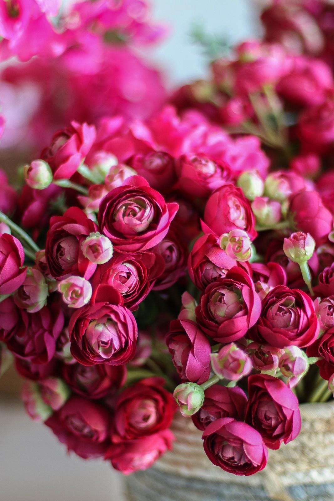 Magenta Ranunculus 10