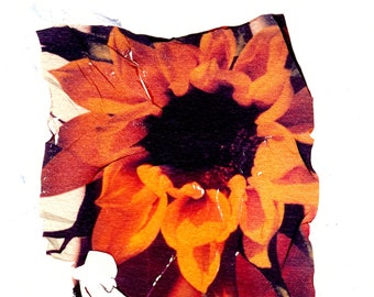 Polaroid Emulsion Lift Art, Sunflower Art, Botanical Art, Print of Emulsion Lift Art, Frame Ready Art