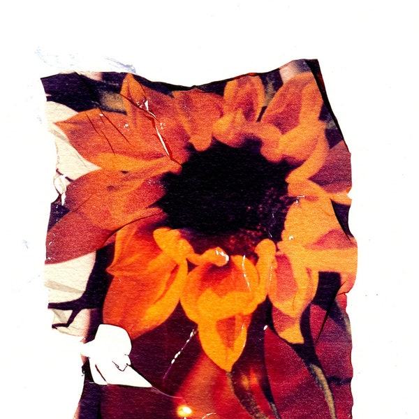 Polaroid Emulsion Lift Art, Sunflower Art, Botanical Art, Print of Emulsion Lift Art, Frame Ready Art