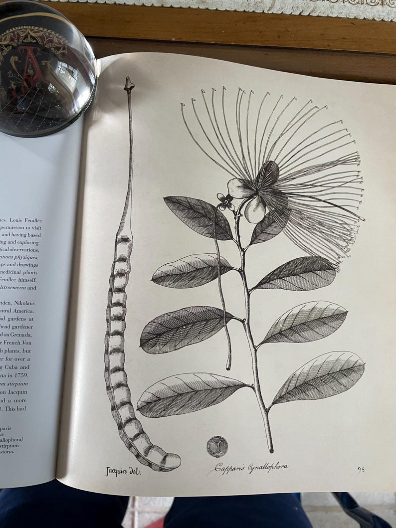 Martin Rix The Golden Age of Botanical Art by Martin Rix - Etsy