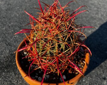 Cactus baril de Californie