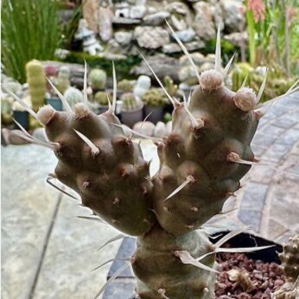 Plante vivante de cactus à épine dorsale en papier — Tephrocactus Articulatus Papyracanthus dans un pot de 4 po.