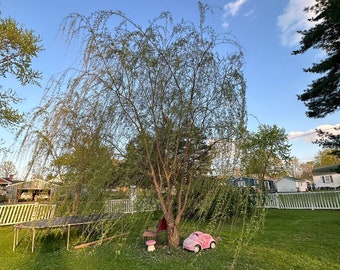 Weeping Willow Cuttings - Babylonian Weeping Willow - not rooted