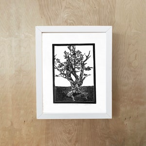Linoleografia di Bristlecone Pine - Stampa artistica originale