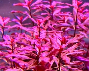 Ludwigia Super Red Mini - BUY3GET1FREE - Freshwater Easy Live Aquarium Red Pond Aquatic Plant AquaScape