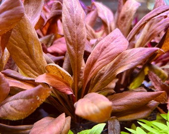 Samolus parviflorus Red - BUY3GET1FREE -  Rare Freshwater Easy Live Aquarium Red Pond Aquatic Plant AquaScape