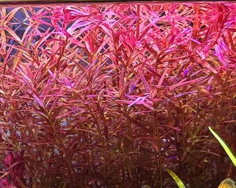 Rotala Super Red Mini - BUY3GET1FREE - Freshwater Easy Live Aquarium Red Pond Aquatic Plant AquaScape