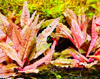 Cryptocoryne Pink Flamingo - BUY3GET1FREE -  Rare Freshwater Easy Live Aquarium Red Pond Aquatic Plant AquaScape