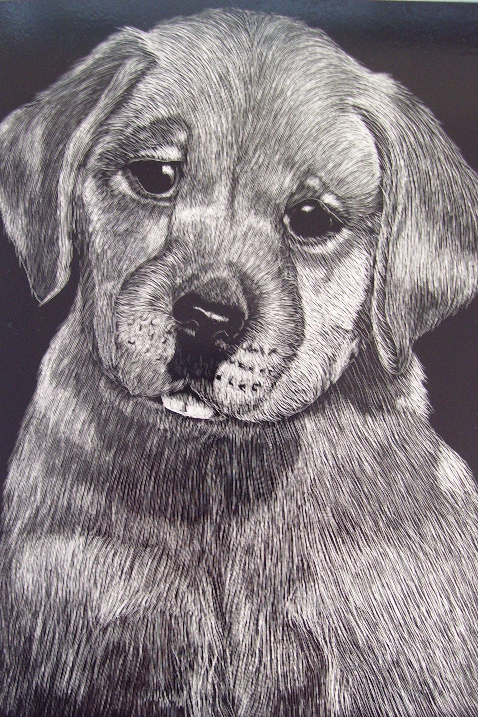 scratchboard for dogs