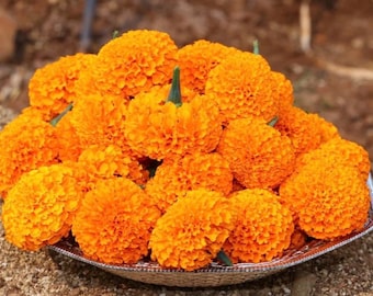 FRESH Marigold Flowers| Mehndi| Mayoun| Nikkah| Shaadi| Indian Wedding| | Bridal Gajra| Hair Gajra| Sangeet| Pakistani| Haldi
