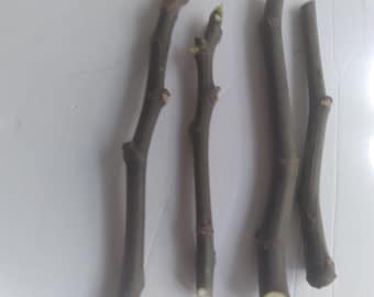 Celeste fig cuttings fresh cuttings for rooting or grafting,wash all cuttings before use.