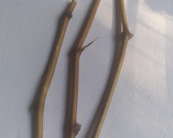 Red Flame Seedless Grape Cuttings 3pcs