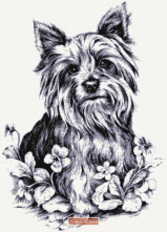 black and grey yorkie