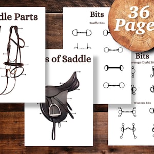 Horse worksheets, horse equipment, feed, markings, horse colours, horse riding camp worksheets, printable, Horse anatomy