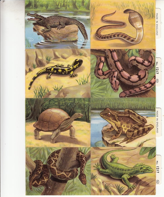 Reptiles Amphibians MLP 1217 Scrap Die-cut Sheet of 16 New, Old Stock  England Scrapbooks Crafts Home Schooling