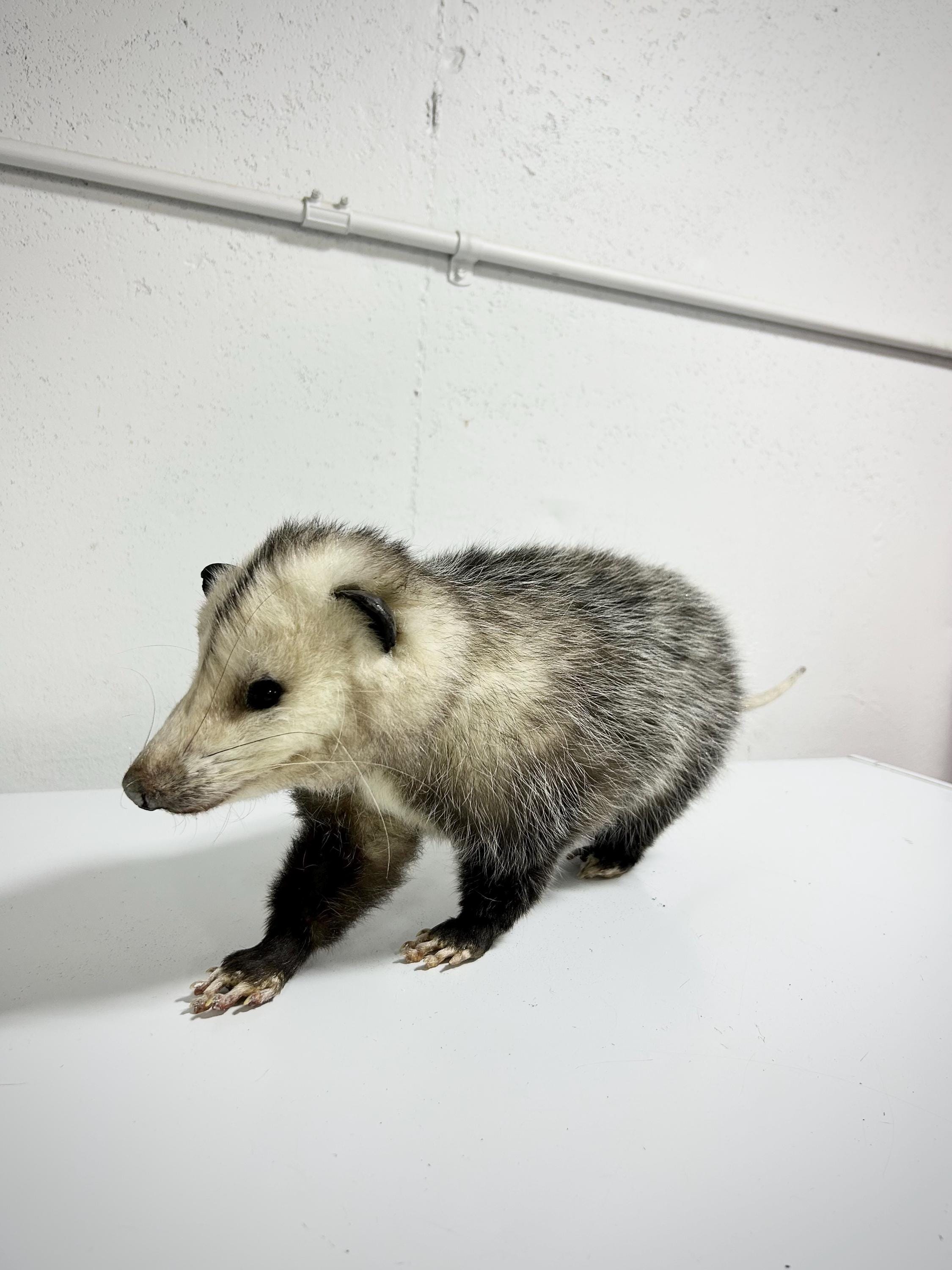 剥製＆珍品 - Etsy 日本