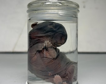 Baby Bunny Wet Specimen