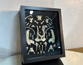 Real Mummified Rabbit Head, Taxidermy Bunny Head, Preserved Animal Head ...