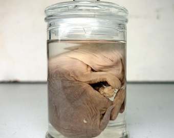 May include: A clear glass apothecary jar with a matching lid containing a preserved animal specimen submerged in liquid. The specimen is light brown, curled in a fetal position, and features visible limbs and ears, displayed inside the container.