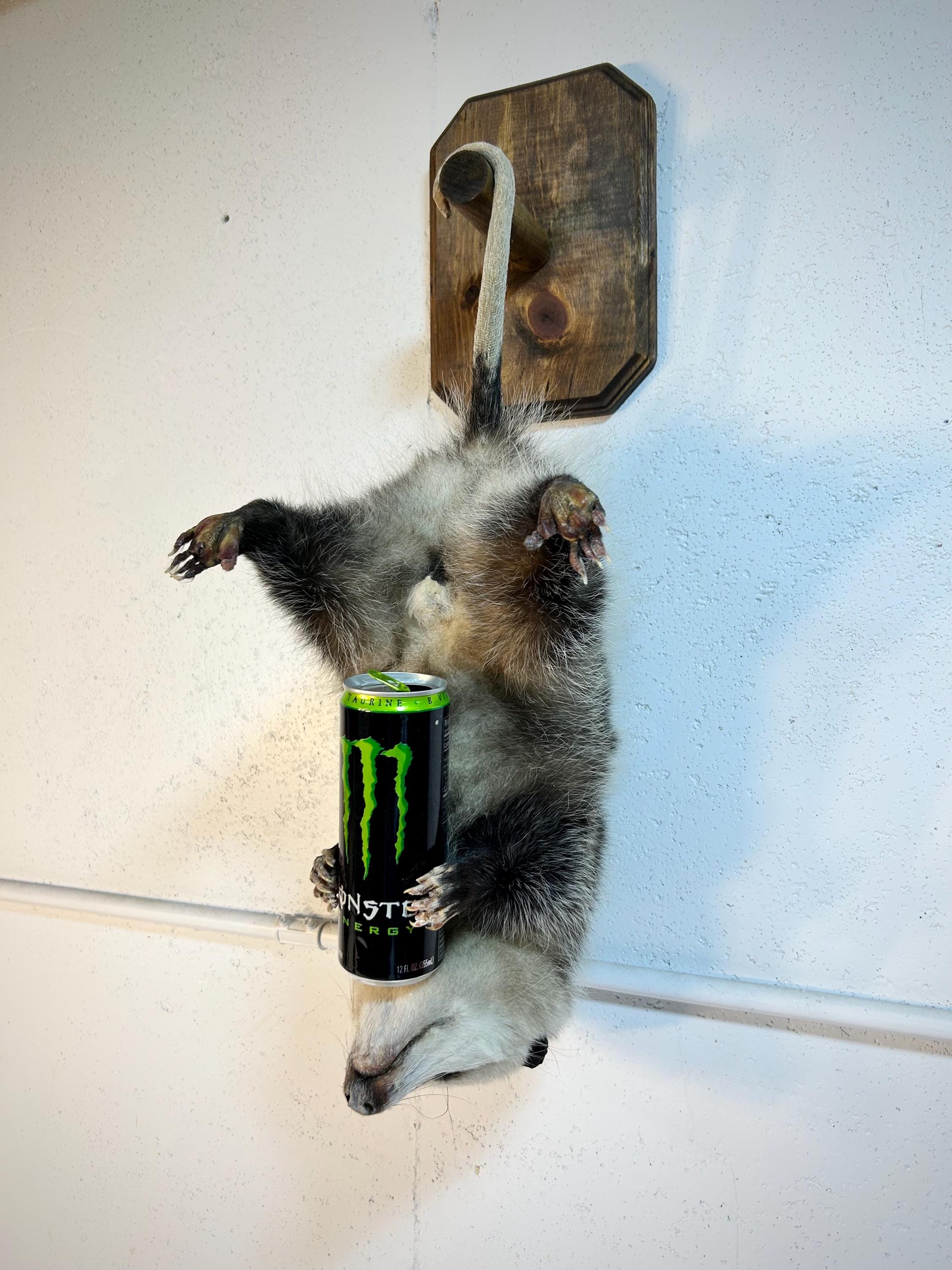 剥製＆珍品 - Etsy 日本