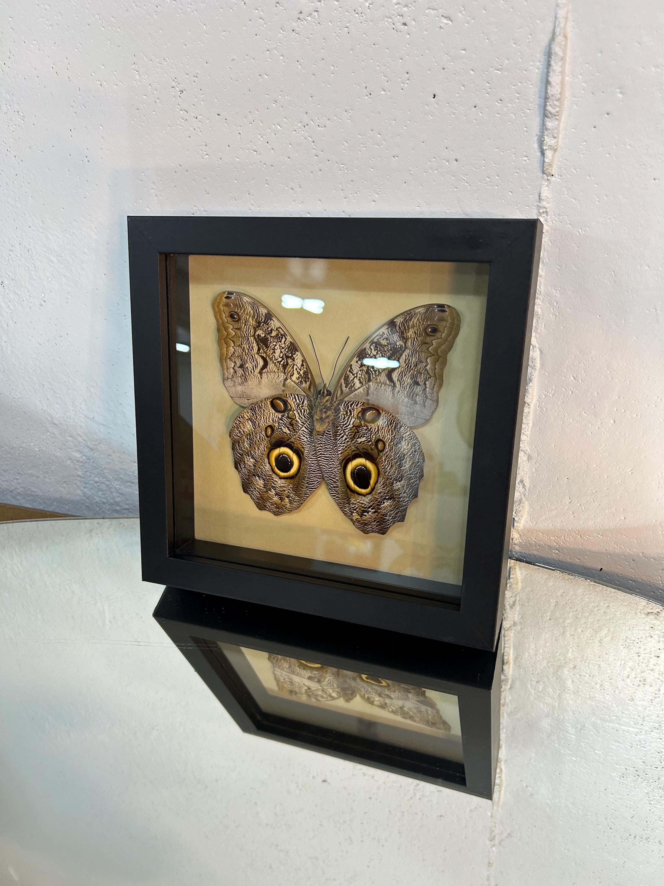 Owl Eye Butterfly Wall Decor