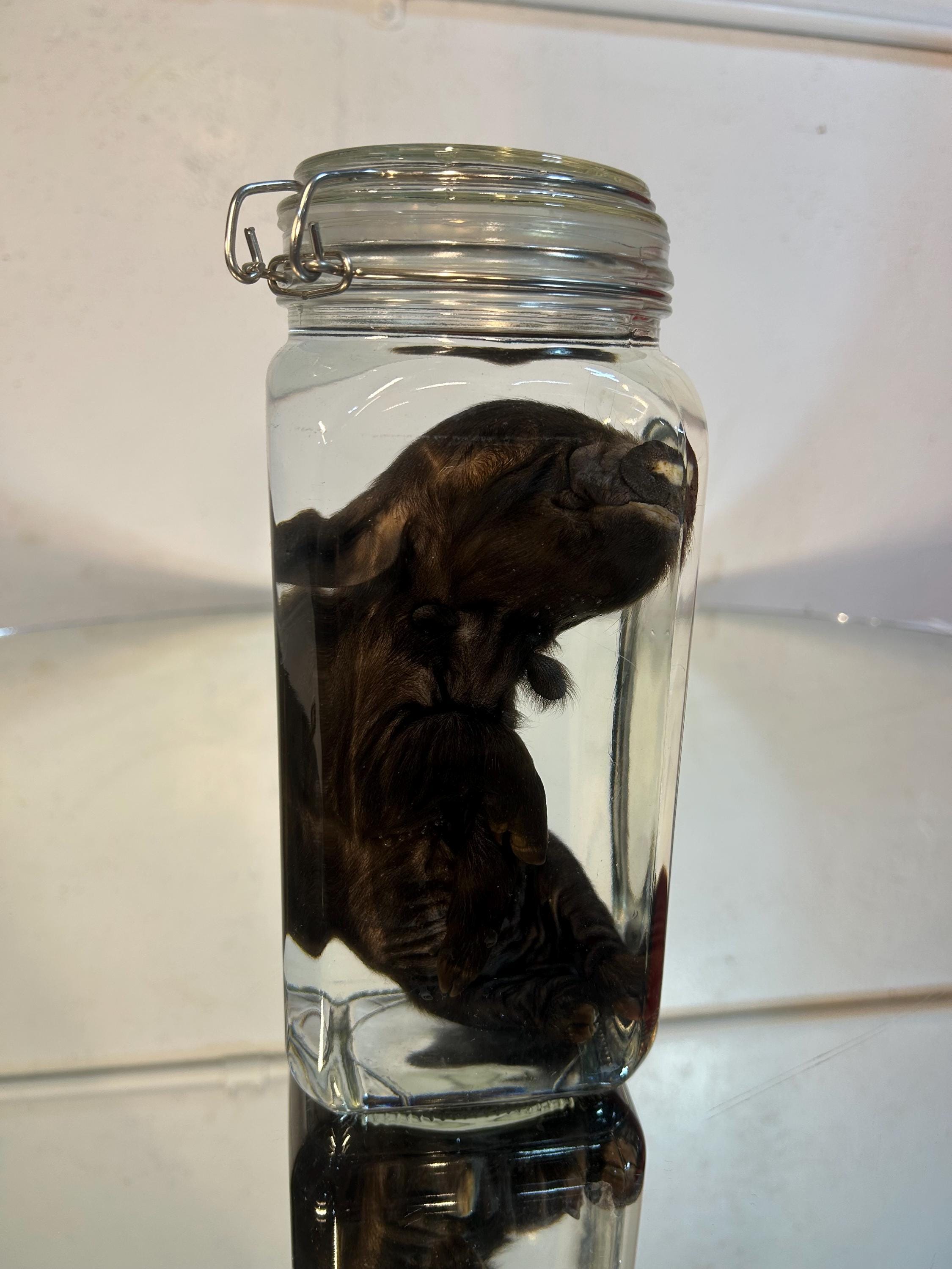 Piglet with Neck Wattles Wet Specimen